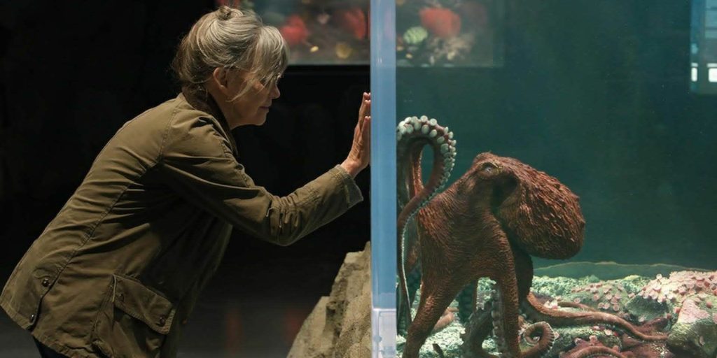 Creature Luminose: la sensibilità di un polpo